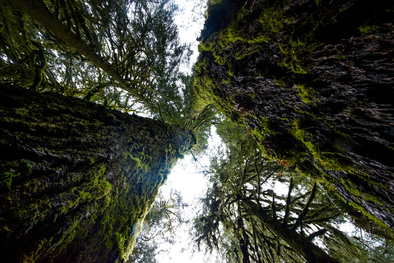 Looking up through massive moss-draped old-growth PNW trees toward a bright overcast sky